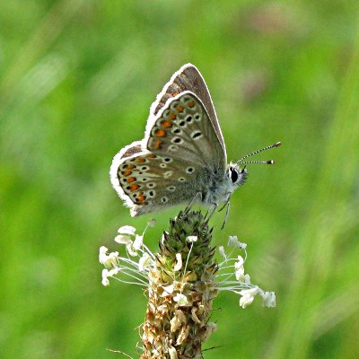 Picture of Brown Argus Butterfly, © Mike Draycott